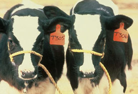 Calves Produced from a Heifer via ET