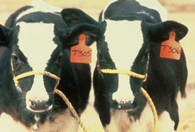 Calves Produced from a Heifer via ET Calves Produced from a Heifer via ET