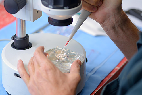 Manipulating Embryos Manipulating Embryos
