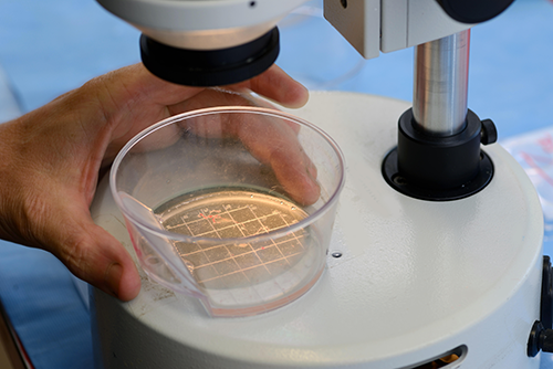 Searching for Embryos Searching for Embryos