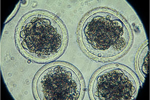 Embryo Classification