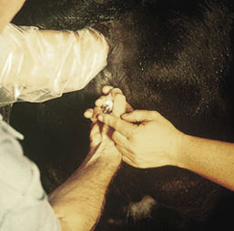 Implanting Embryo Implanting Embryo