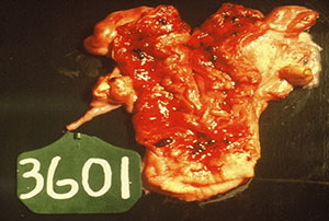 Bovine Reproductive Tract Showing Uterus Damage Bovine Reproductive Tract Showing Uterus Damage
